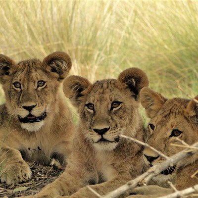 que faire en Namibie : visiter Le parc national d'Etosha