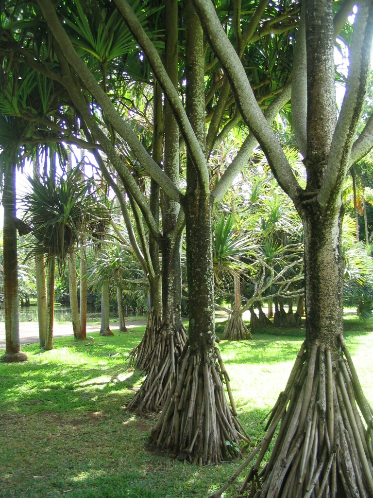 jardin de pamplemousses