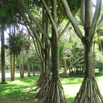 que faire à l' Ile Maurice : visiter Le jardin des Pamplemousses