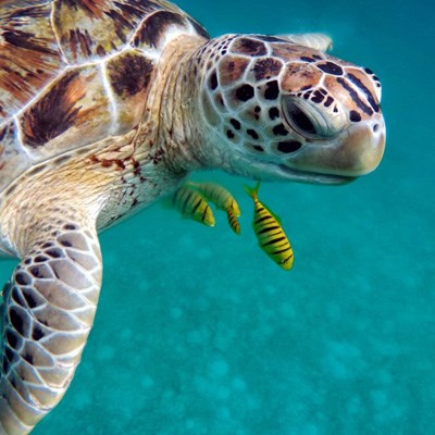 que faire en Guadeloupe : visiter La réserve naturelle de Petite Terre