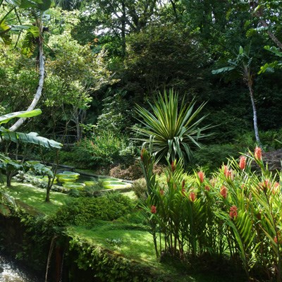 que faire aux Açores : visiter Le parc de Terra Nostra