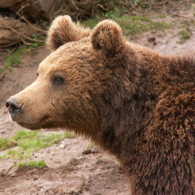 que faire en Croatie : visiter Le refuge des ours de Kuterevo