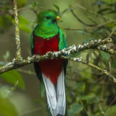 que faire au Guatemala : visiter Los ranchitos del Quetzal