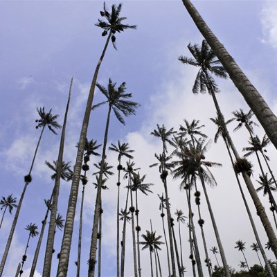 que faire en Colombie : visiter La vallée de Cocora