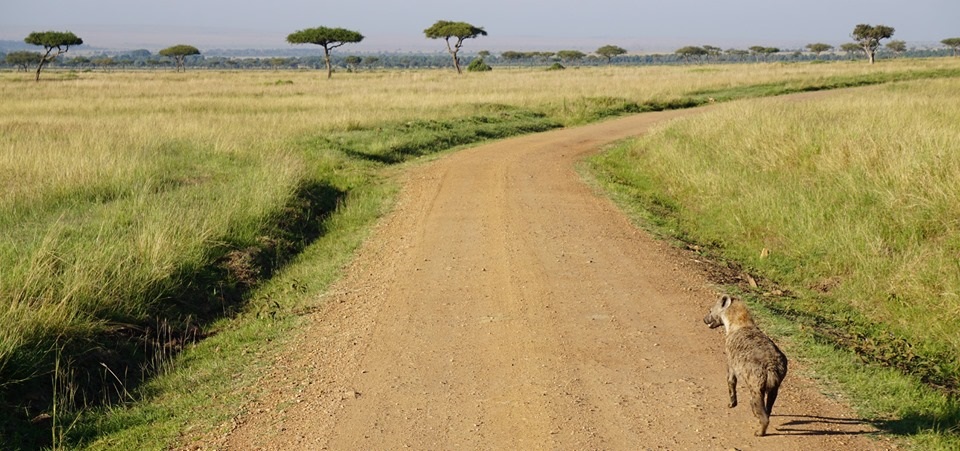 Visiter La réserve de Masaï Mara  - Kenya