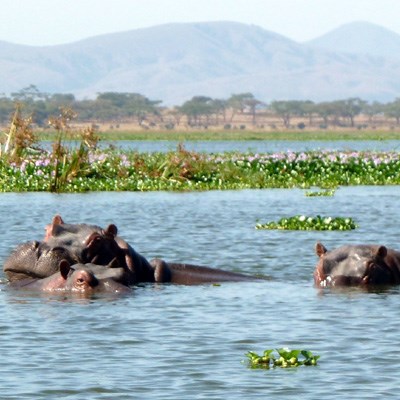 que faire au Kenya : visiter Le Lac Naivasha 