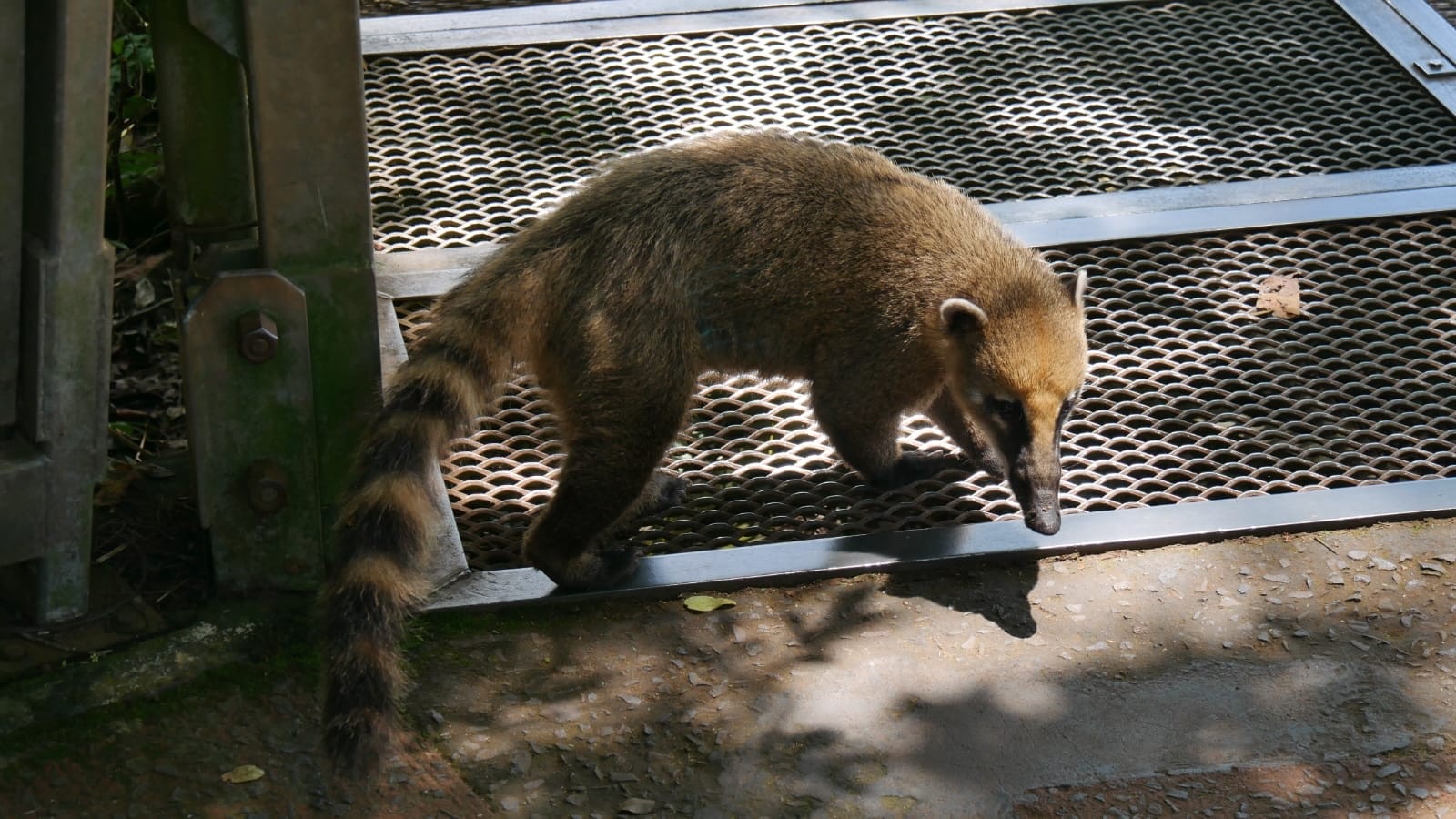 Brésil - Les chutes d'Iguazu