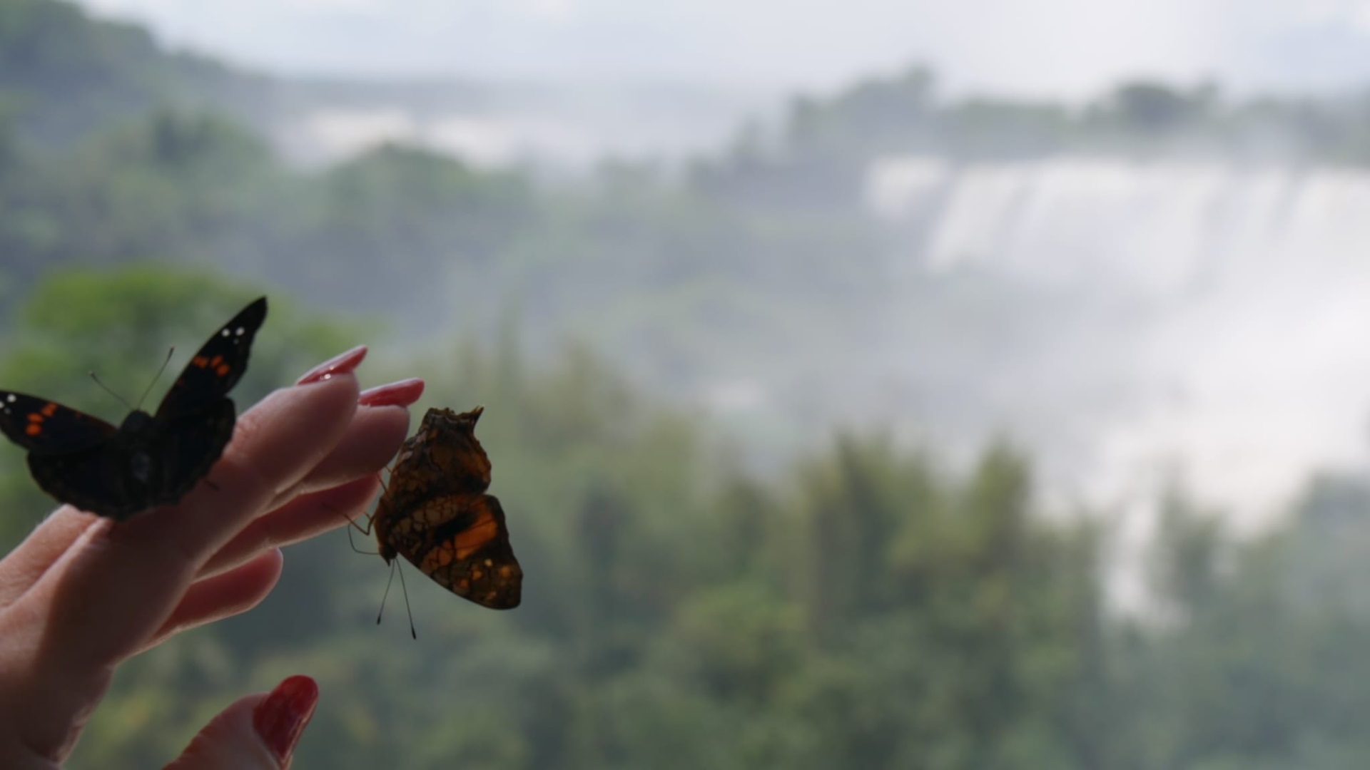 Brésil - Les chutes d'Iguazu
