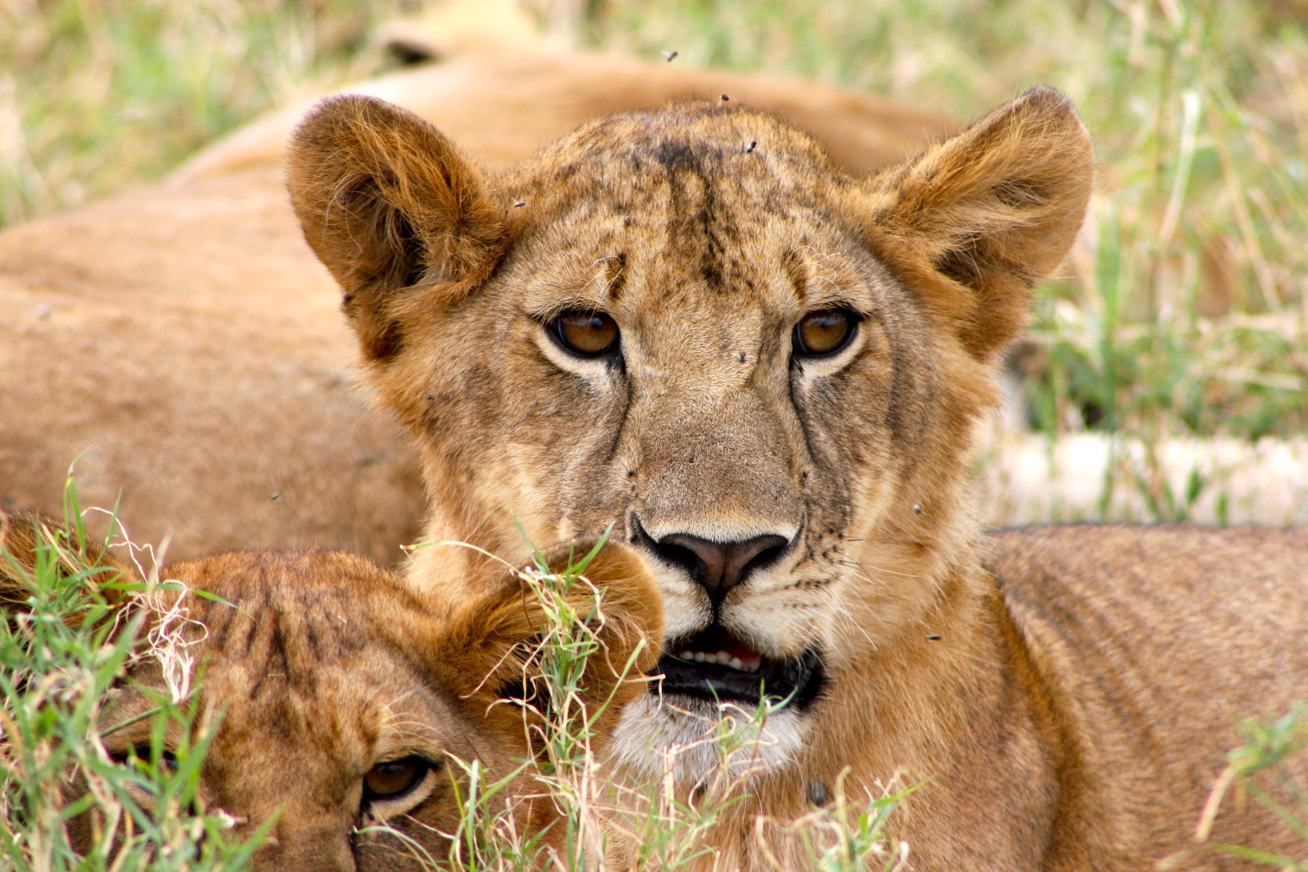 copine de voyage tanzanie