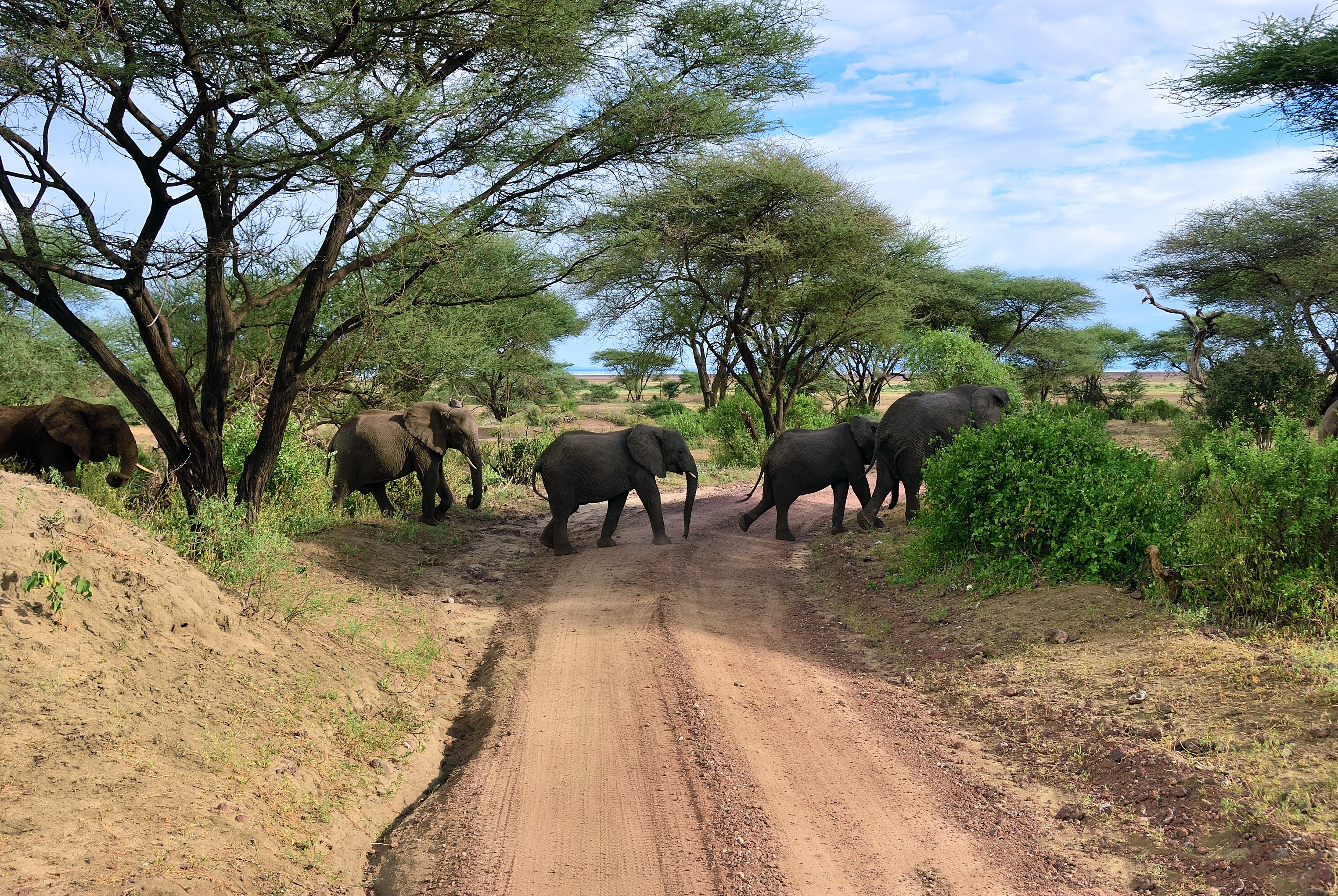 Manyara 