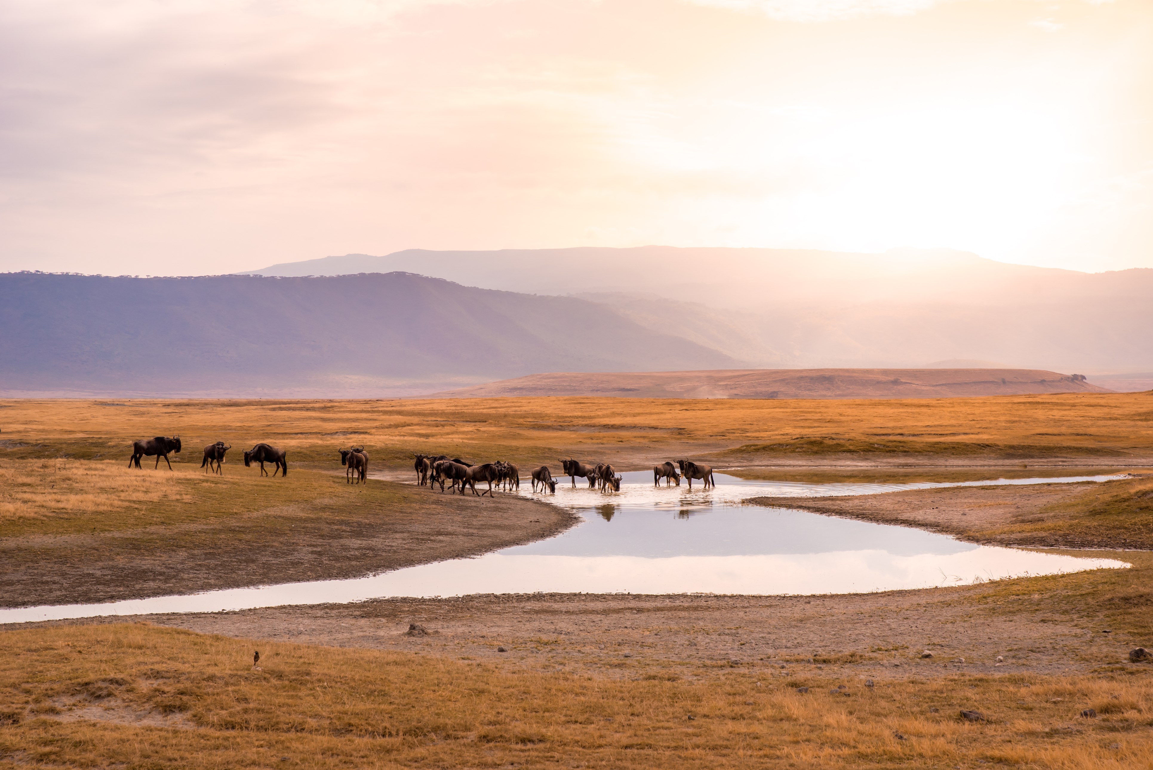 Ngorongoro