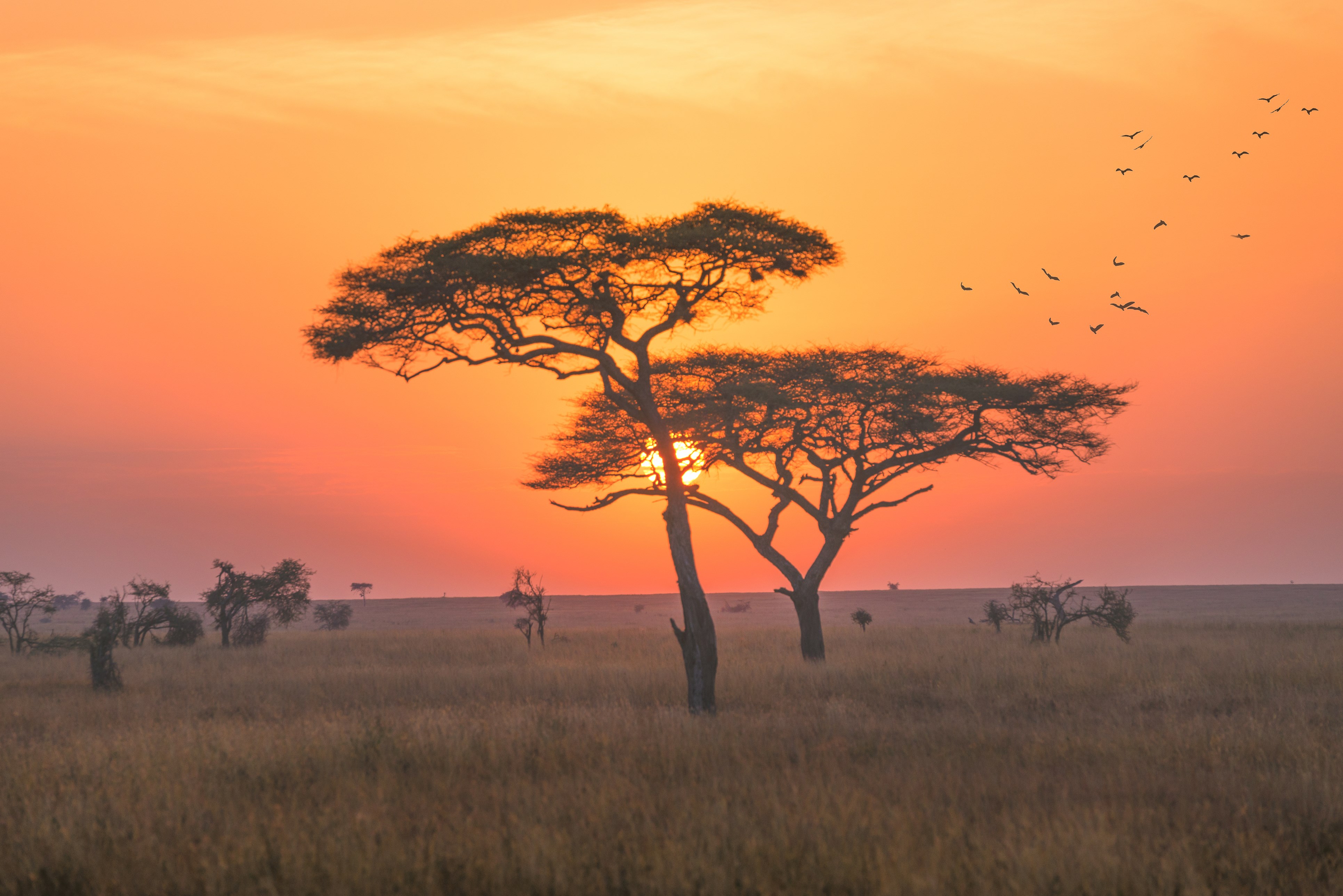 serengeti