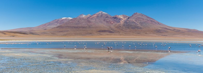 Circuit Pérou/Bolivie - Jour 14 : Laguna Colorada (4270 m) - Route des Joyaux - Aguaquiza (4000 m)