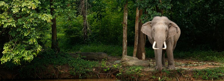 Circuit Thaïlande - Jour 7 : Chiang Mai - Mae Taeng