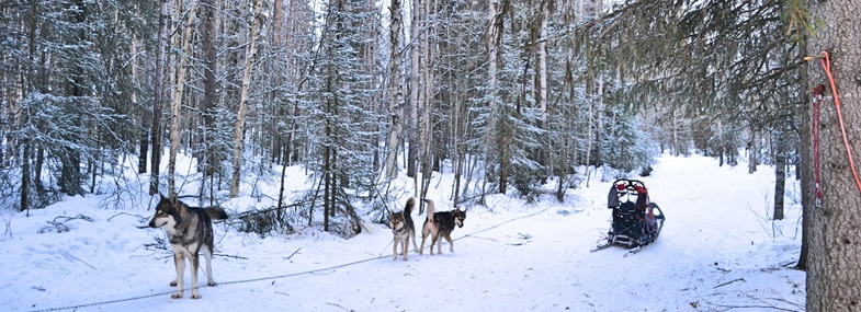 Circuit Laponie - Jours 3 & 4 : Raid en traîneau