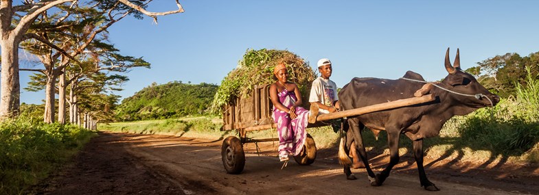 Circuit Madagascar - Jour 16 : Manondona - Le massif Ibity