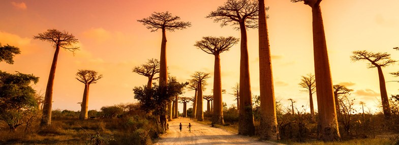 Circuit Madagascar - Jour 8 : Bekopaka - La rivière Tsiribihina - Allée des Baobabs