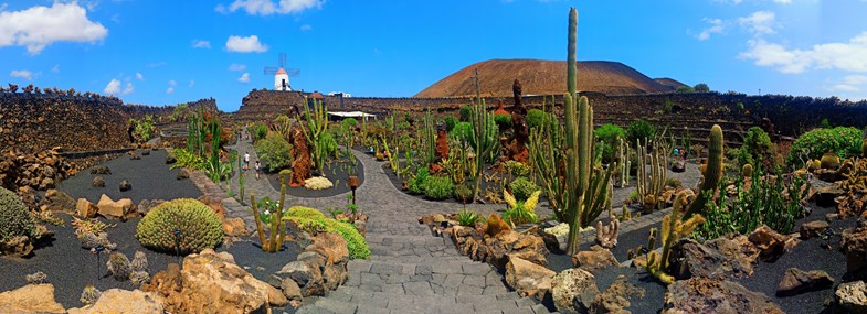 jardin cactus lanzarote