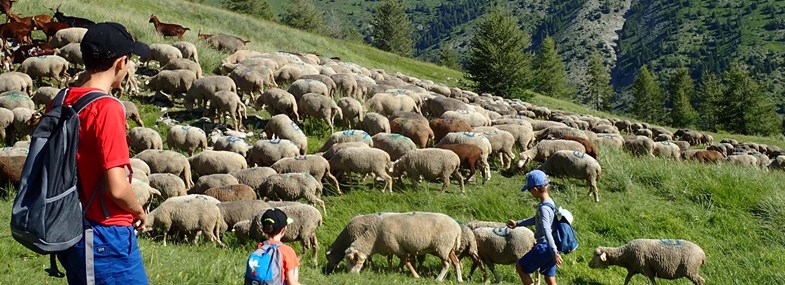 Circuit Provence - Jour 3 : La vie pastorale en montagne