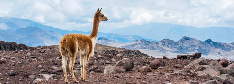 Circuit Equateur - Jour 13 : Riobamba - Chimborazo - Quito