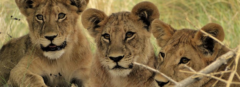 Circuit Namibie - Jour 4 : Parc national d'Etosha