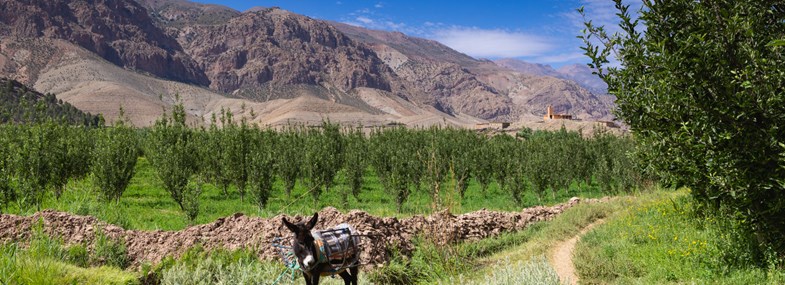 Circuit Maroc - Jour 3 : Agouti - Tabant - Ibaquallioune