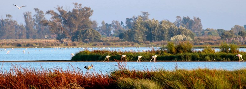 parc naturel donana