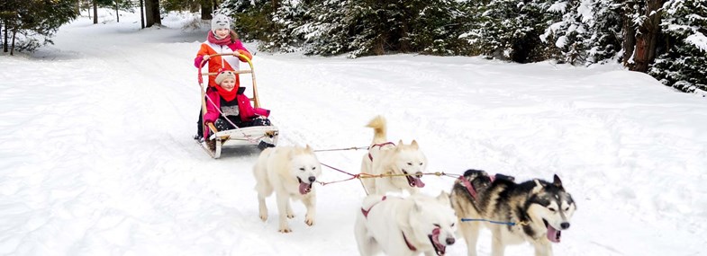 Circuit Laponie - Jour 6 : Balade en chiens de traineau