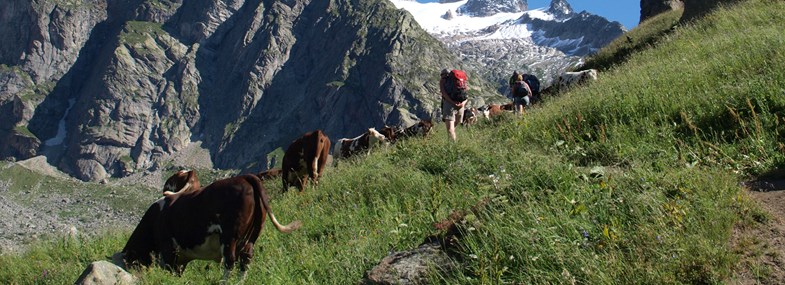 Circuit Rhône-Alpes - Jour 8 : Alpages de Bovine - Collet Portalo - Col de la Forclaz
