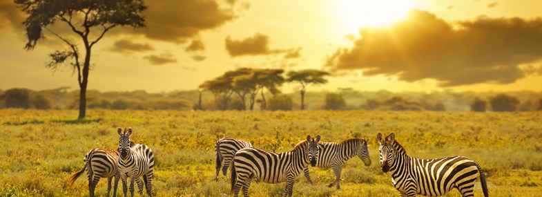 Circuit Kenya - Jour 2 : Nairobi - Masai Mara