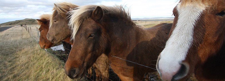 chevaux Islande vacances