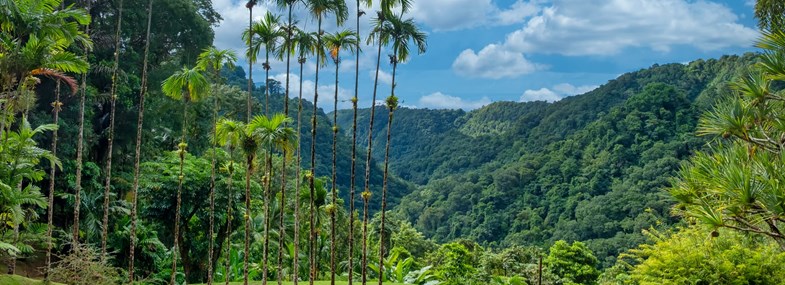 Circuit Martinique - Jour 2 : Nord de l'île - Jardin de Balata