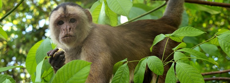 Circuit Brésil - Jour 4 : Randonnée et nuit au cœur de l'Amazonie