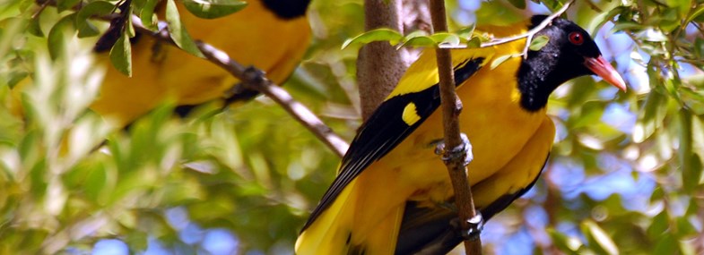 Circuit Inde - Jour 5 : Visite d'une réserve ornithologique
