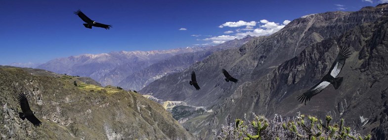 Circuit Pérou - Jour 5 : Sibayo - Cruz del Condor - Chivay (3650 m) - Puno (3820 m)