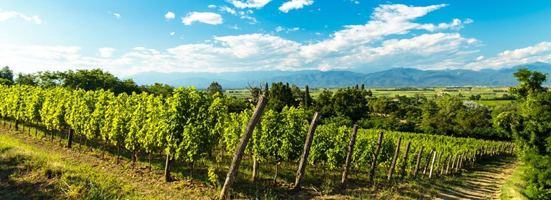 Circuit Occitanie - Jour 5 : Visite du vignoble - Plages des Aresquiers