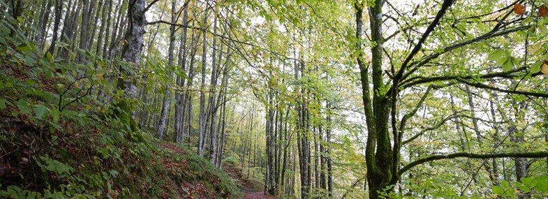 Forêt hêtres Navarre