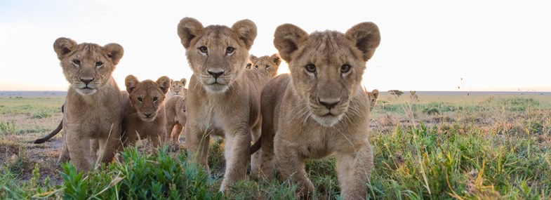 safari Tanzanie