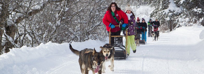 Chien de traineau famille hiver