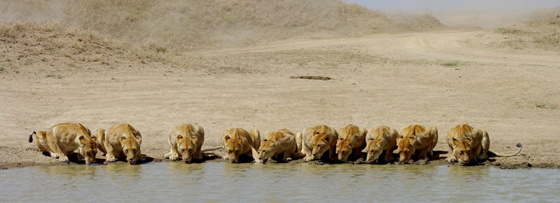 Circuit Tanzanie - Jour 5 : Natron - Serengeti