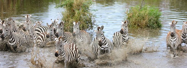 Circuit Tanzanie - Jour 6 : Serengeti - Ndutu