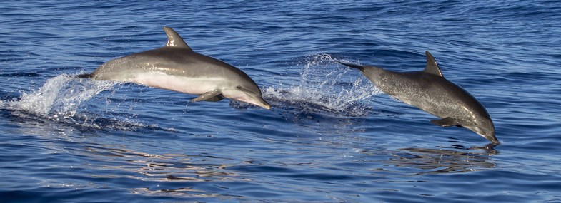 Circuit Ile de la Reunion - Jour 8 : Saint Gilles - Sortie bateau à la rencontre des dauphins