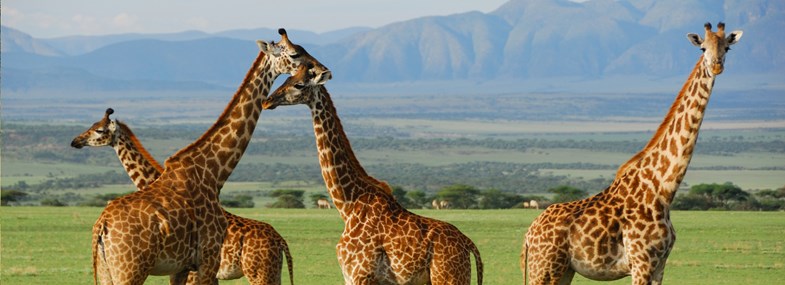 Circuit Tanzanie - Jour 4 : Cratère du Ngorongoro