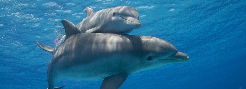 Séjour Ile Maurice - Jour 5 : Baignade avec les dauphins