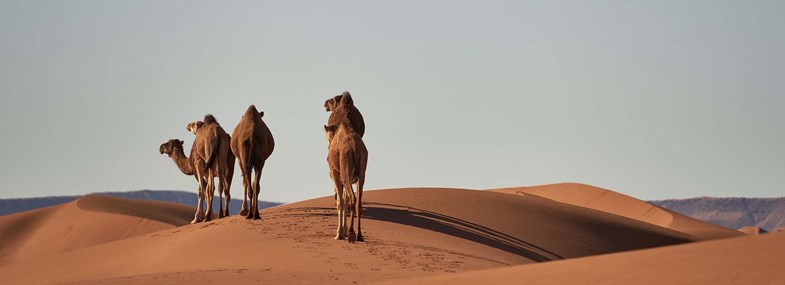 Circuit Mauritanie - Jour 6 : Lemreiveg - Oued Chinguetti