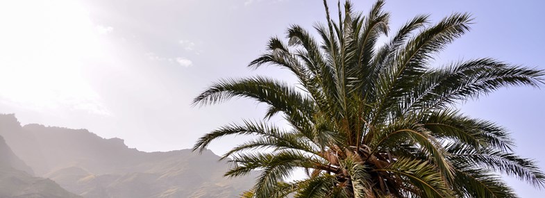 Circuit Canaries - Jour 7 : Vallée d'Agaete et Finca de café