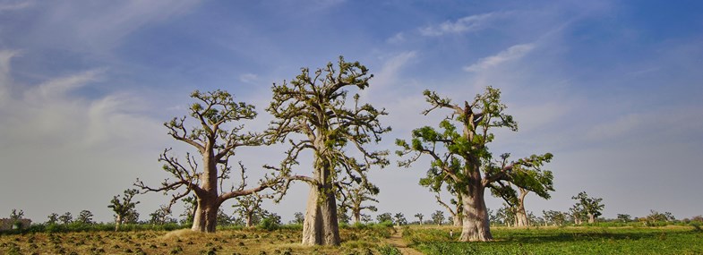 Circuit Sénégal - Jour 8 : Sowene - Bandia - Saly