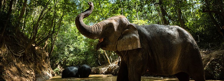 Circuit Cambodge - Jour 4 : Siem Reap - Sanctuaire pour éléphants - Spectacle de cirque