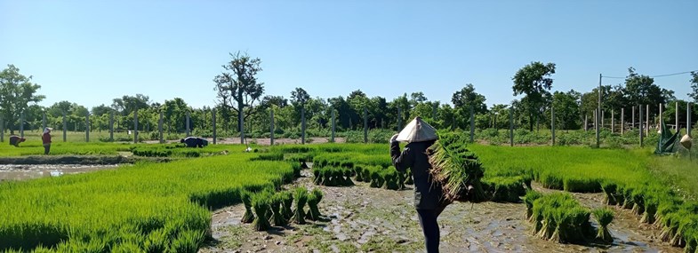 Rizière au laos 