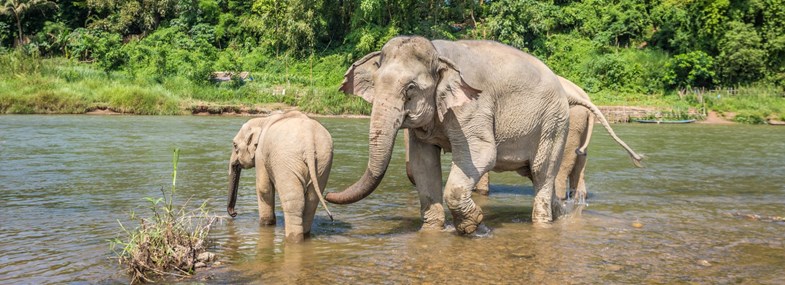 Sanctuaire pour éléphants entre solos Laos